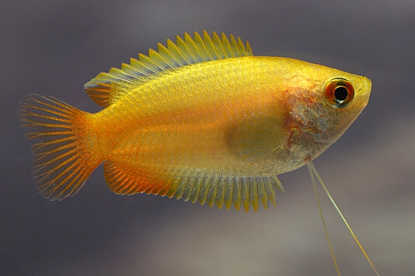 Honning gurami (Colisa chuna gold)